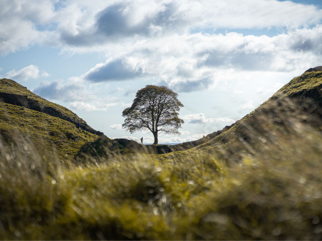 Sycamore Gap